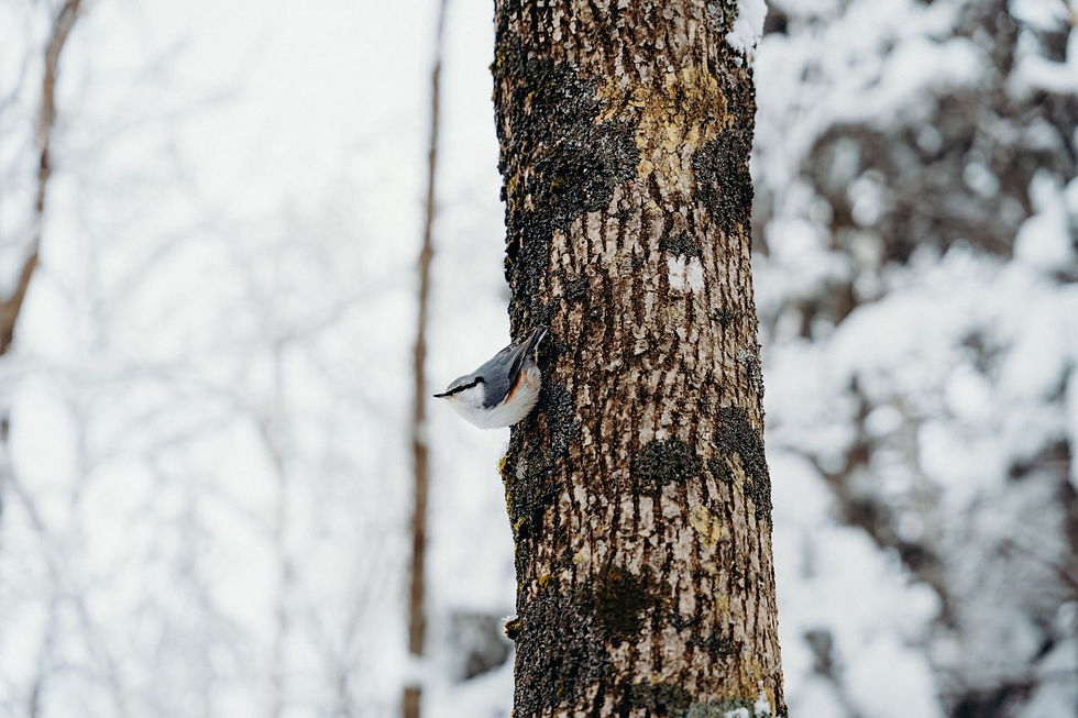 Shiretoko GOKO Lakes Snowshoe9