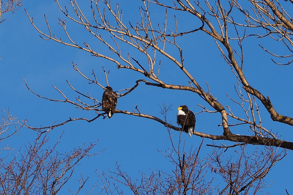 Spectacular and Wildlife tour