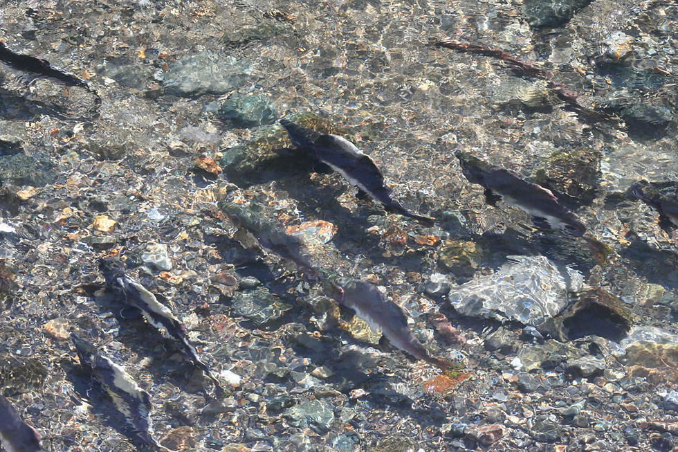 Salmon's Run-up watching Tour