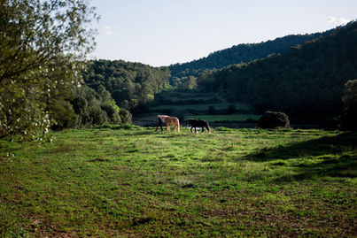 Caballos pastando en un prado verde al pie de la montaña, Torres de Selma