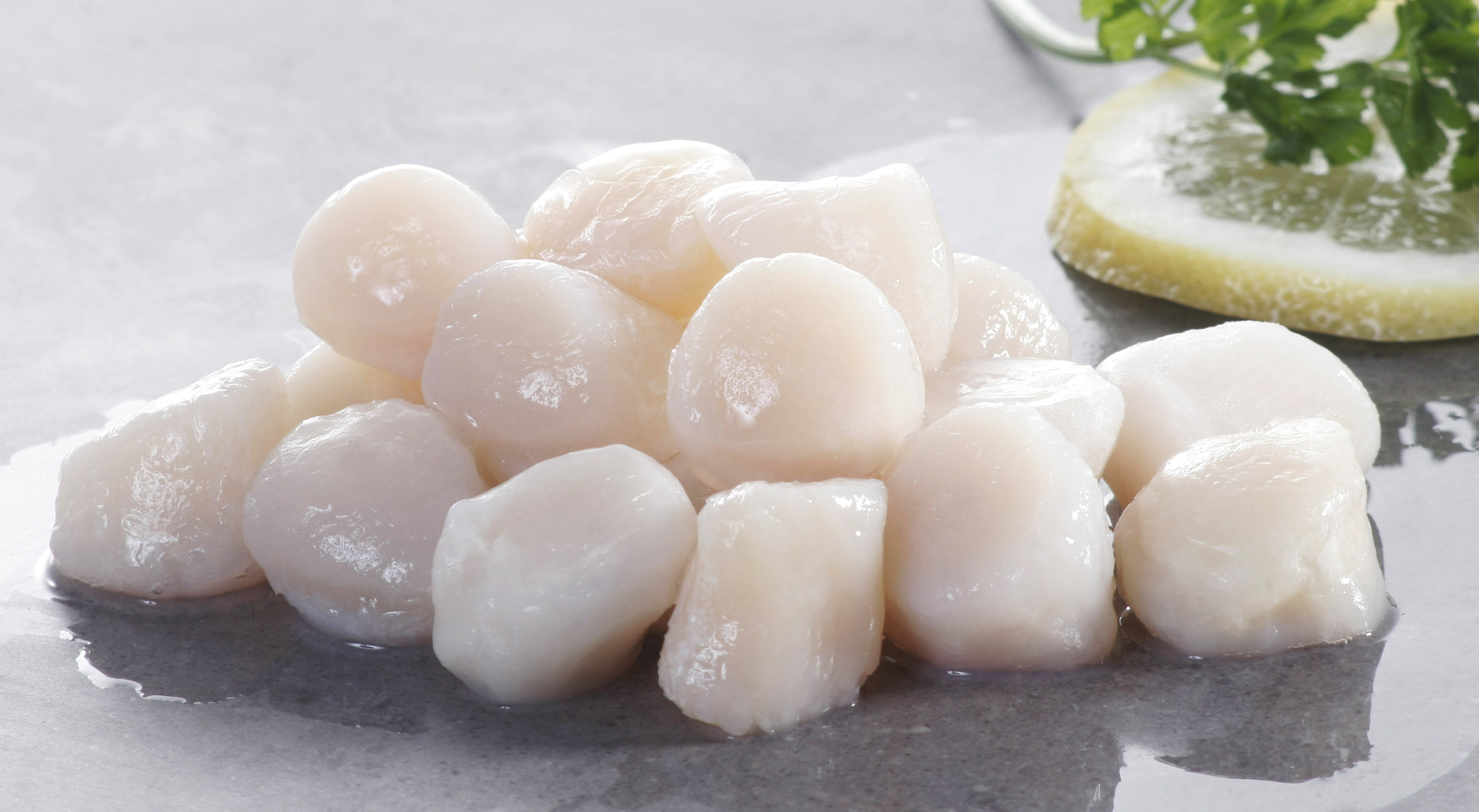 Scallops