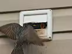 Dryer vent Bird nesting