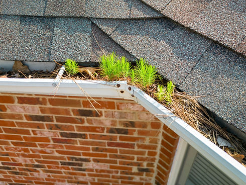 Small trees begin growing in metal gutters clogged with leaves and debris on a red brick r