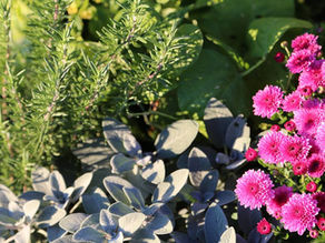 Did You Know? A Rose Roots Trivia