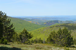 Aigoual 10 mai 2015 (29)