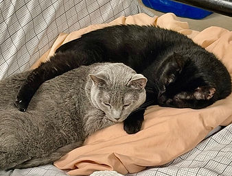 Reggie and Circe.jpeg