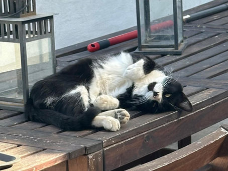 In Loving Memory of Scars