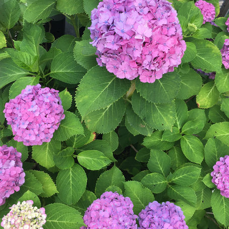 【梅雨空の色彩】
