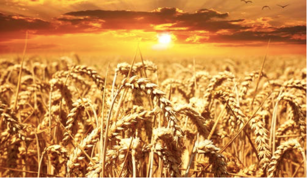 Wheat Field