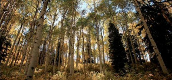 Tree Grove.png