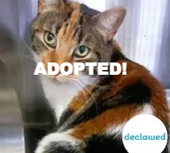 I'm Barbara! Adopt me!