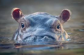 Baby Hippo Fiona's story!