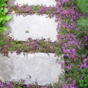 Plantation entre les lignes : Utiliser l'espace entre les pavés au Québec