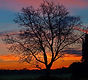 Baum