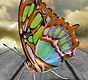 Schmetterling-1