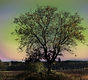 Baum-c
