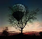 Baum-Heißluftballon