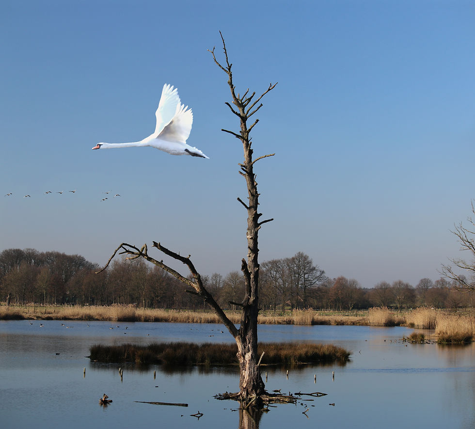 Baum De Wittsee mit Schwan