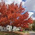maple tree.jpg