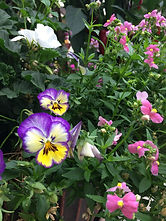 Garden Flowers