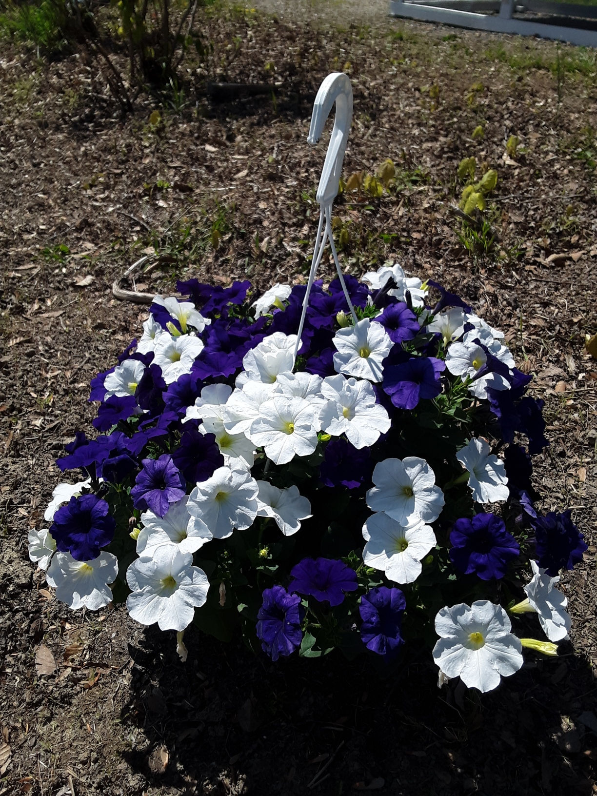 Hanging Basket