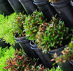 Plant Store