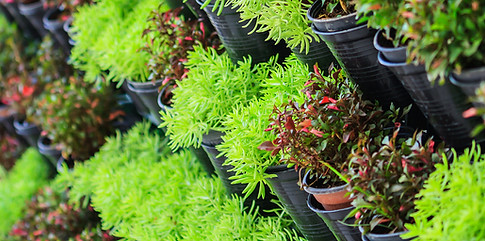 Potted Plants Wall