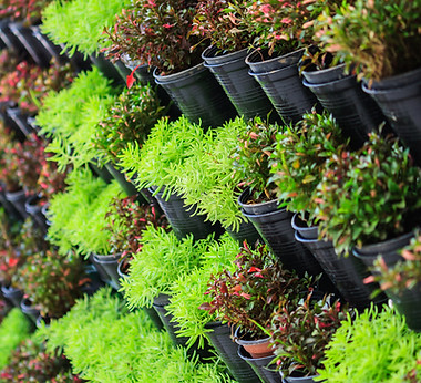 Plant Store