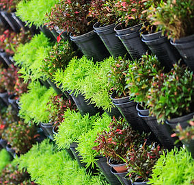 Tienda de plantas
