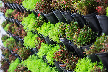 Plant Store