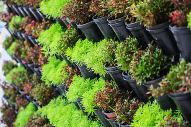 Plant Store