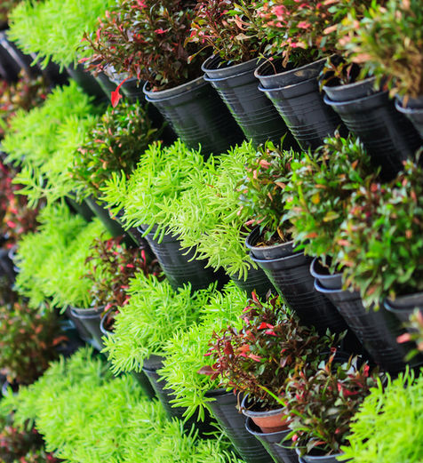 Engenheiro florestal elaborando Plano de Recuperação de Áreas Degradadas com técnicas de revegetação e contenção de erosão.