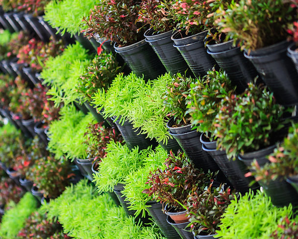 Plant Store