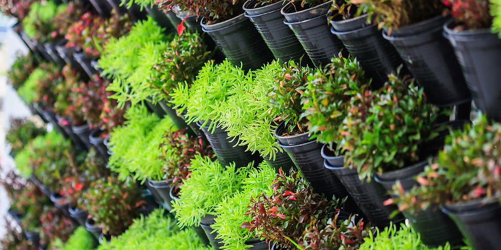 Plants on the Patio