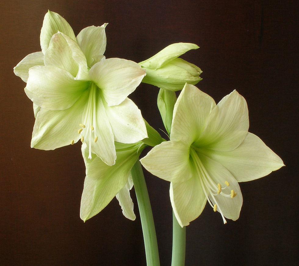 Thumbnail: Amaryllis (Hippeastrum hybrida)