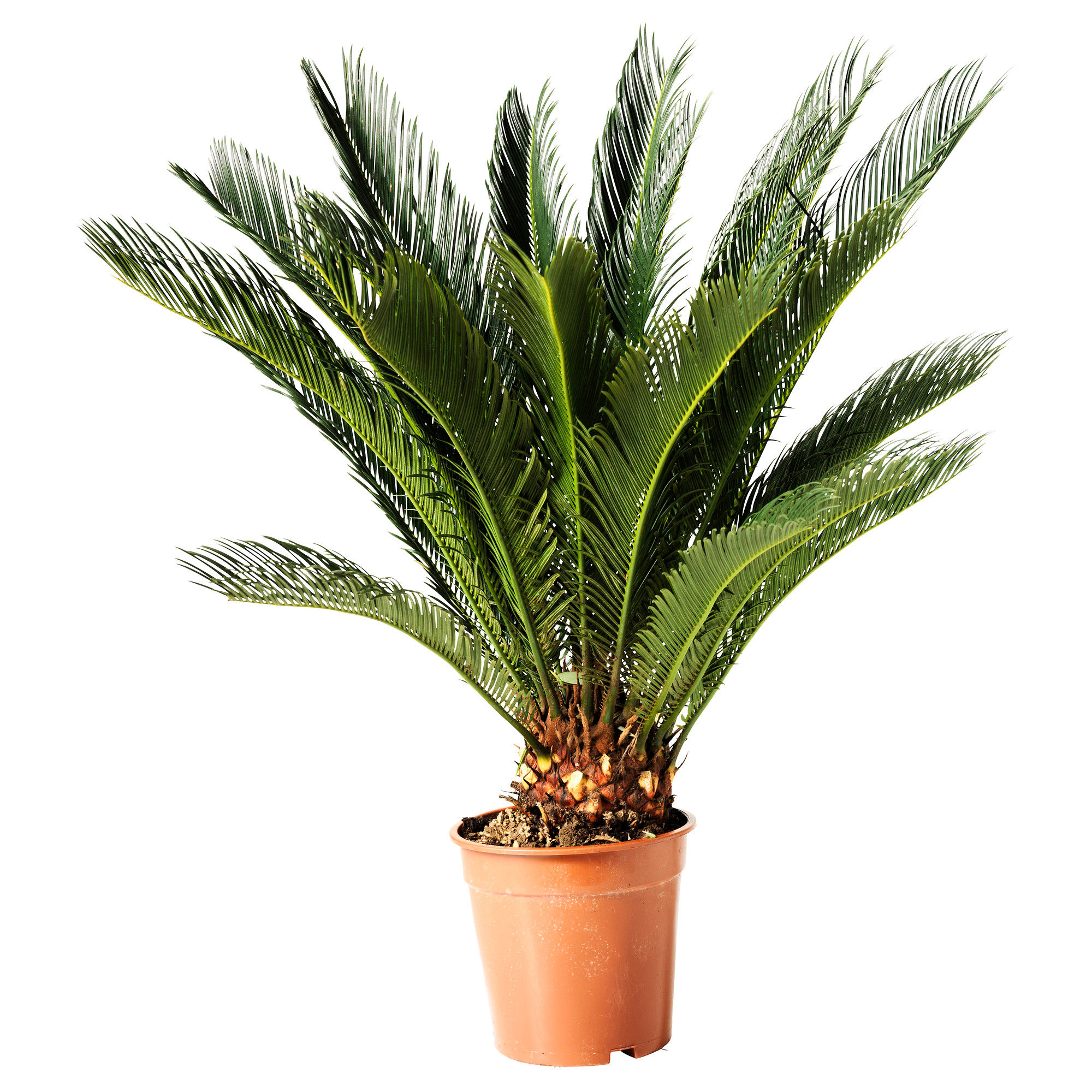 Sago Palm Tree (Cycas)