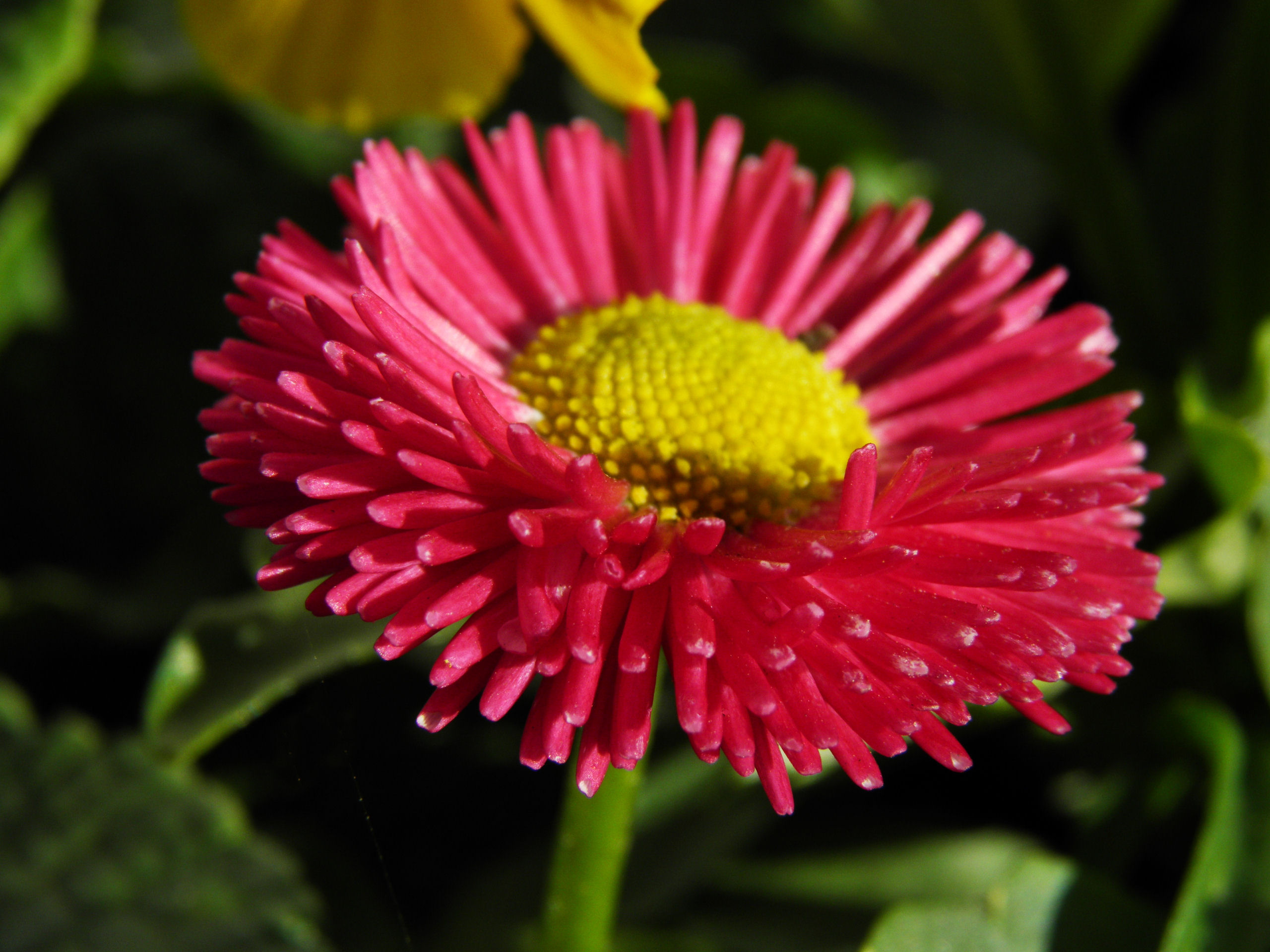 Bellis Daisy 'Medici' - 9cm