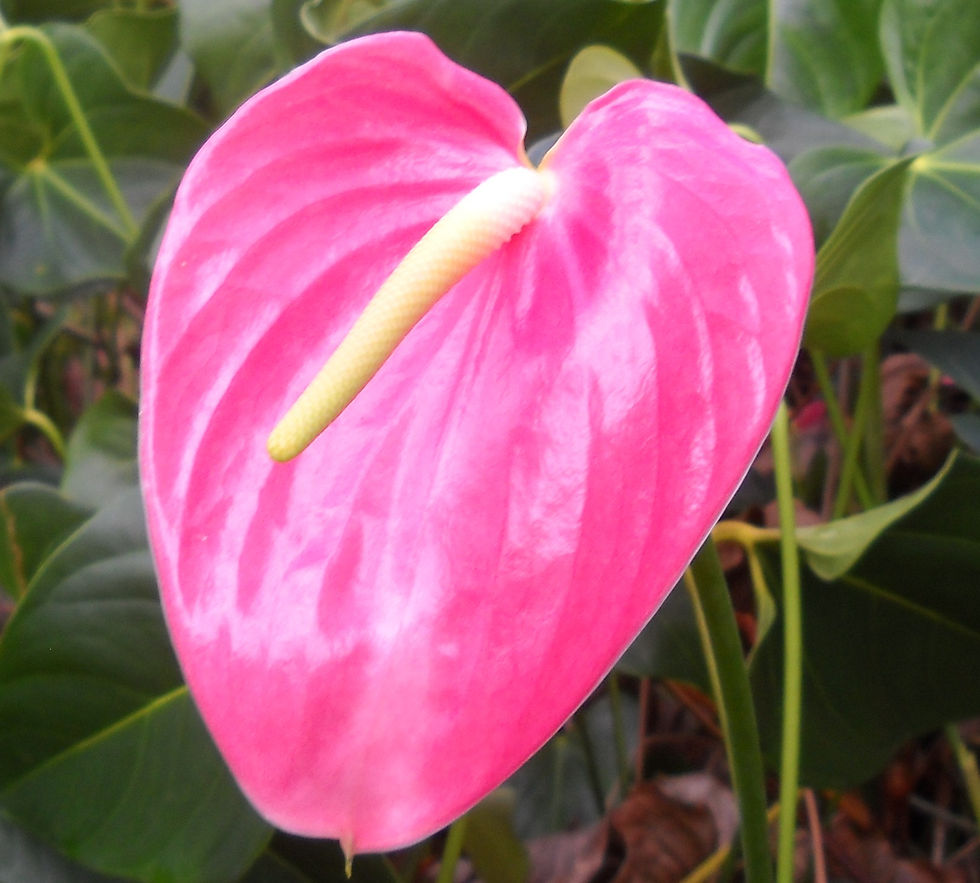 Thumbnail: Anthurium
