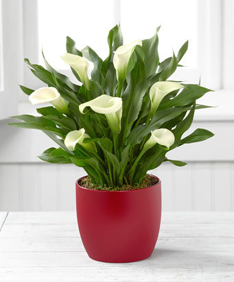 Thumbnail: Calla Lily