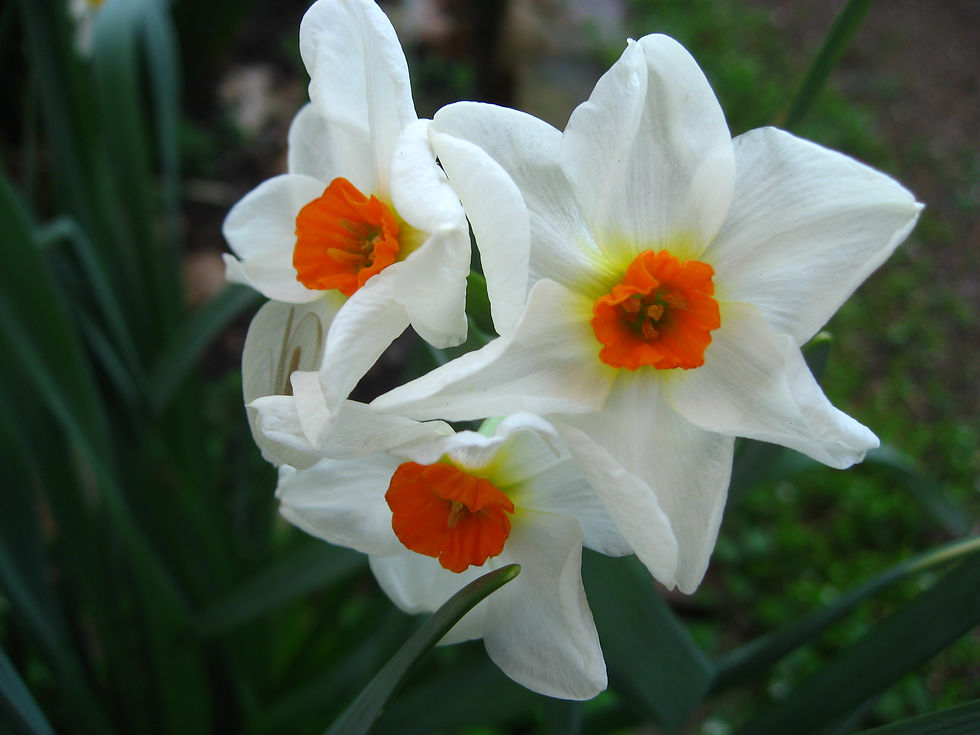geraniium-narcissus.jpg