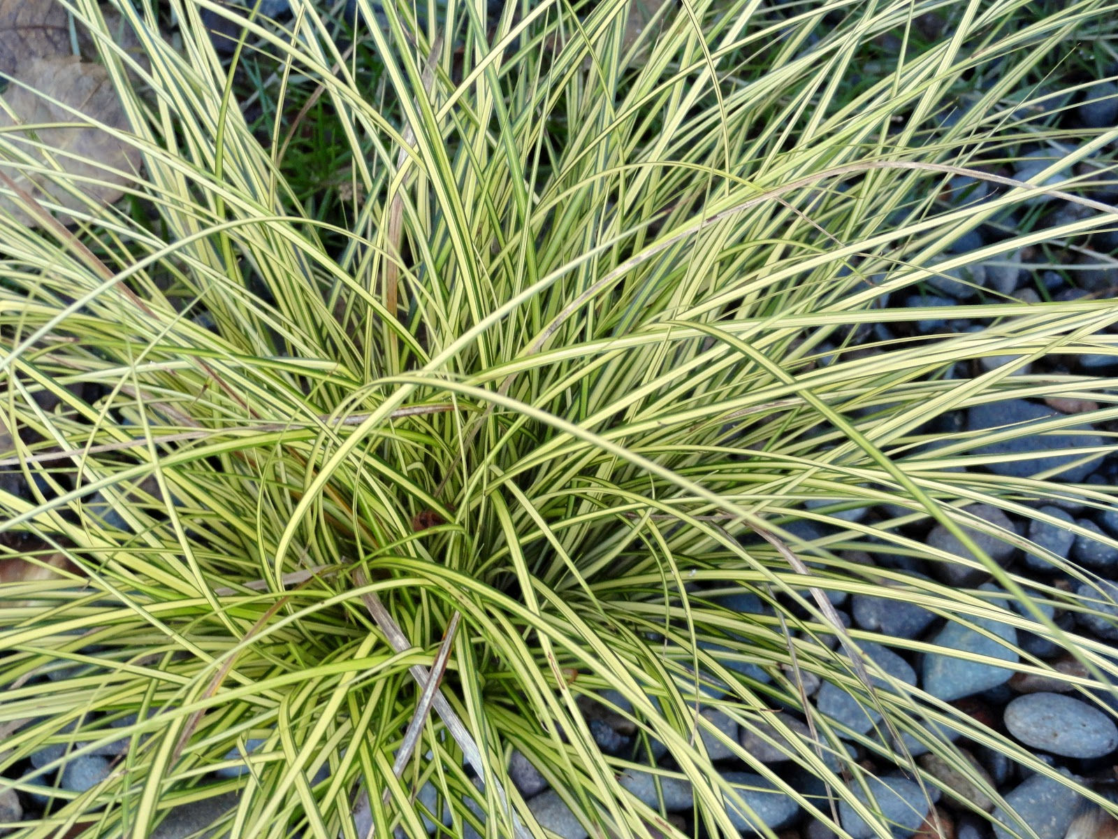 Carex brunnea 'Jenneke'