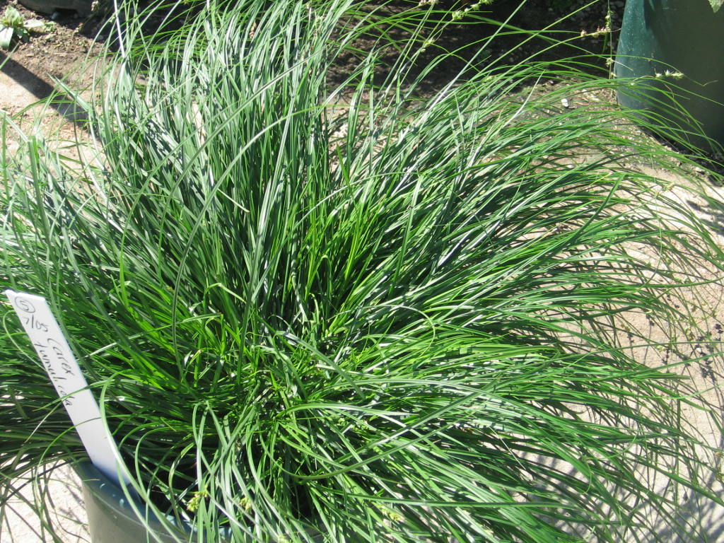 Carex Brunnea