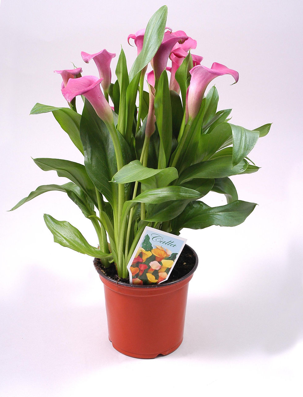 Thumbnail: Calla Lily