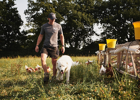 Farmer George and his livestock guardian dog and pasture raised free range chickens
