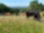 IMG_2243.jpeg
