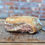 Thumbnail: Lamb Shoulder - Bone in (half)