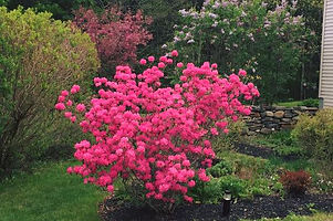 flower bed.jpg