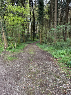 Schöne Wege durch den Wald I OSF 2025