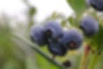 Berry North