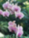 Soft pink orchid flowers with delicate petals, showcasing tropical beauty and tranquility for Maui wellness